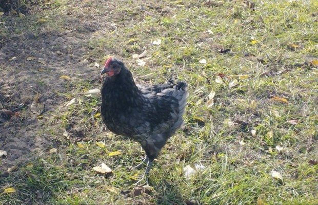 Australorp nvendk kakasok 