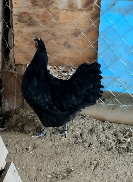 Australorp pr 