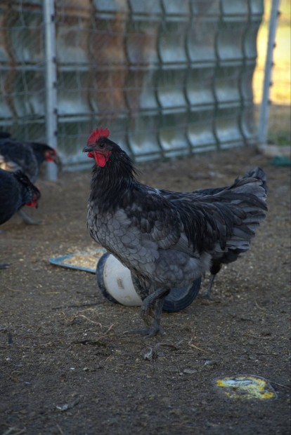 Australorp tavaszi kakasok 