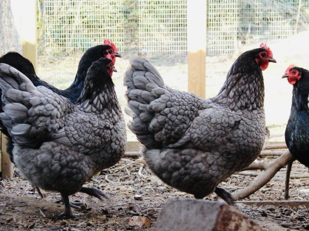 Australorp tenyszcsald kltzne!