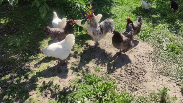 Australorp tojs