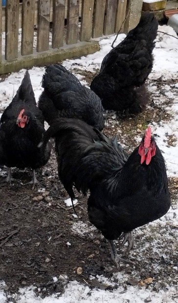 Australorp tojs 