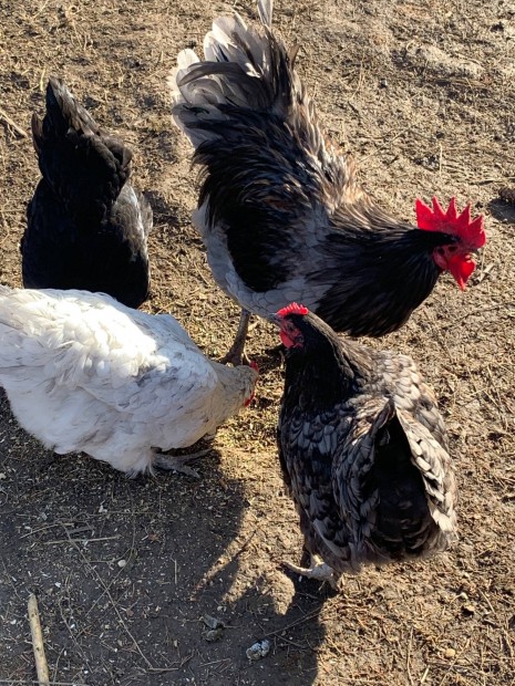 Australorp tyk, kakas elad!