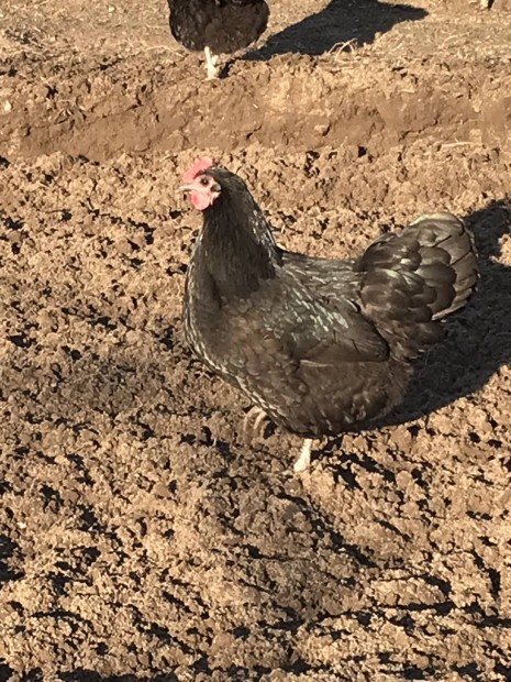 Australorp tykok