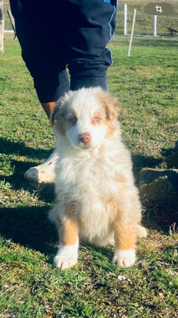 Ausztr�l Juh�sz min�s�gi kiskuty�k