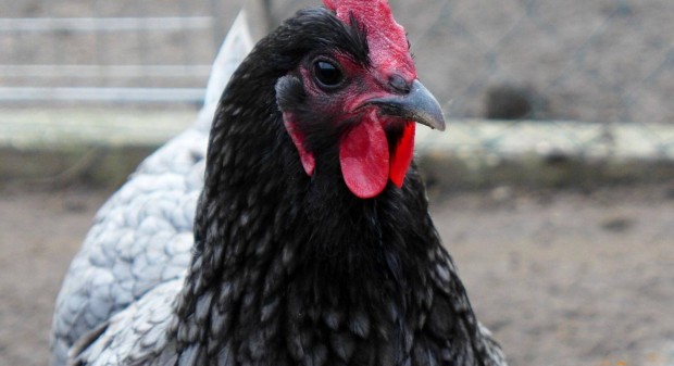 Ausztralorp /australorp/ naposcsibe, csirke csibe eljegyezhet