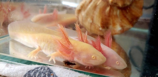 Axolotl arany, albino s vadas sznben