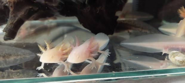 Axolotl arany, albino és vadas színben