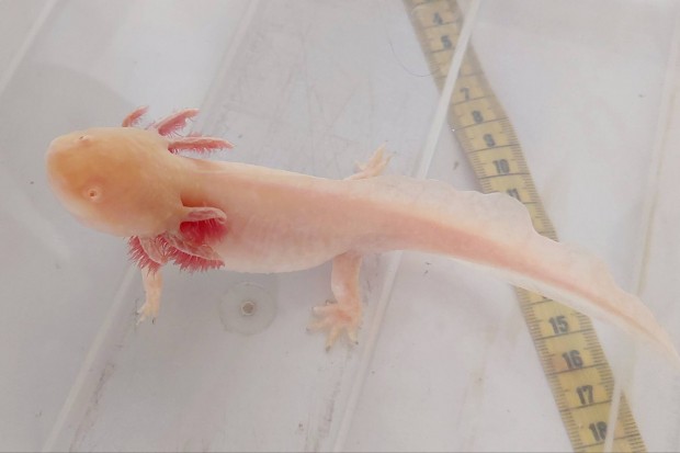 Axolotl arany s vadas