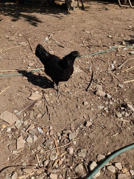 Ayam Cemani Csalad