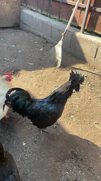 Ayam Cemani Kakas 