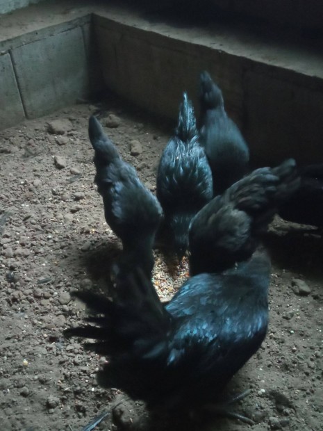 Ayam Cemani,Trpe Cochin elad