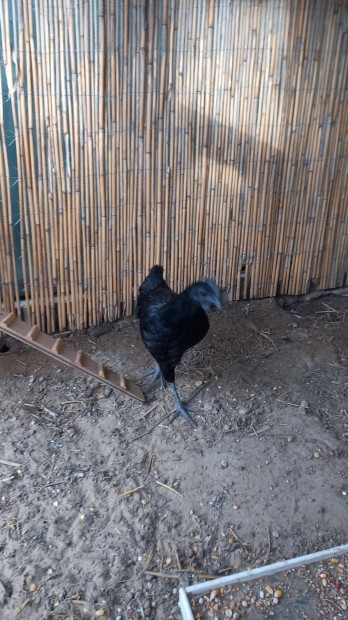 Ayam Cemani kakas elad