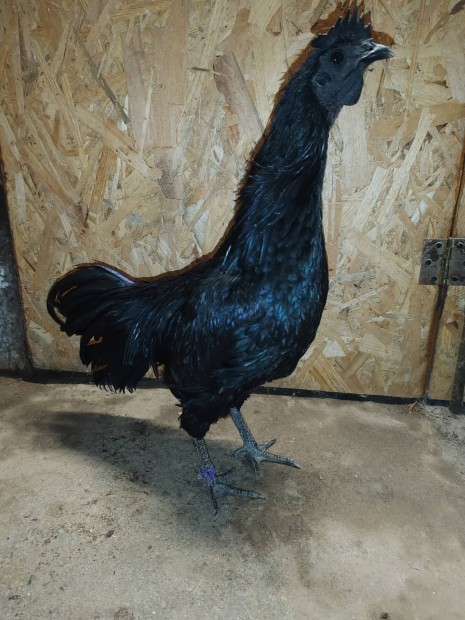 Ayam Cemani kakasok