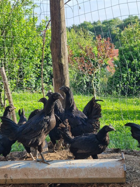 Ayam Cemani prok 