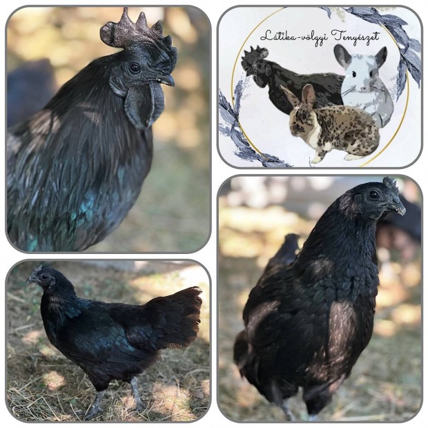 Ayam Cemani tojs