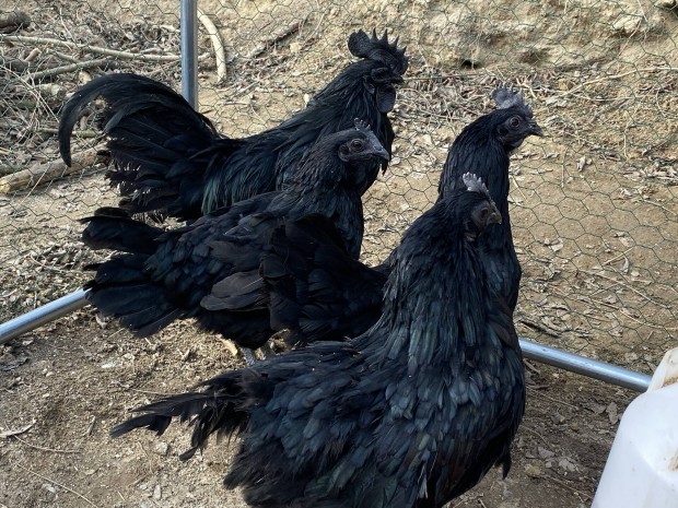 Ayam Cemani tojs