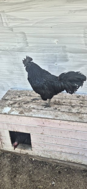 Ayam Cenamy kakas csere is