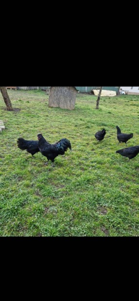 Ayam cemani elad