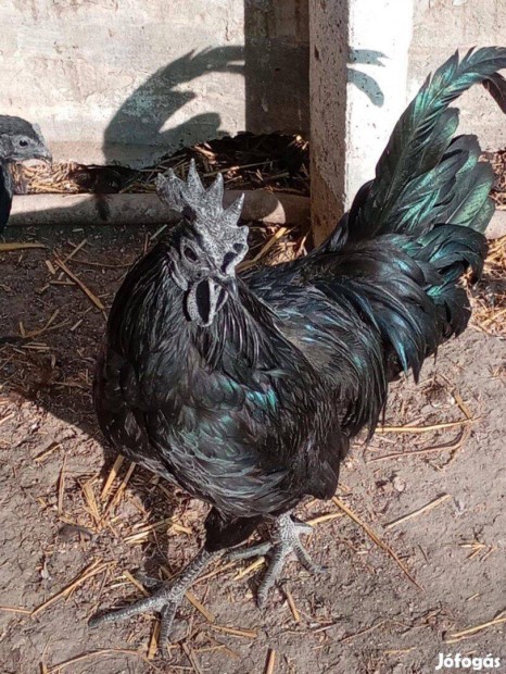 Ayam cemani kakas