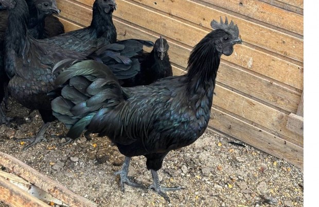 Ayam cemani kakas