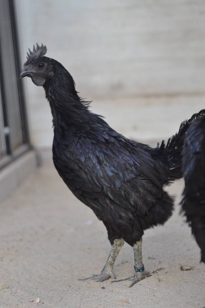 Ayam cemani kakas 