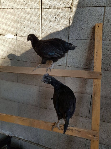 Ayam cemani kakas elad