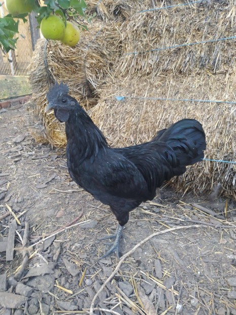 Ayam cemani kakasok