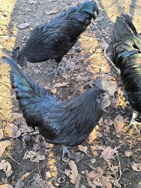 Ayam cemani kakasok