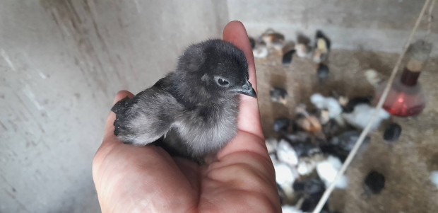 Ayam cemani keverk csibk