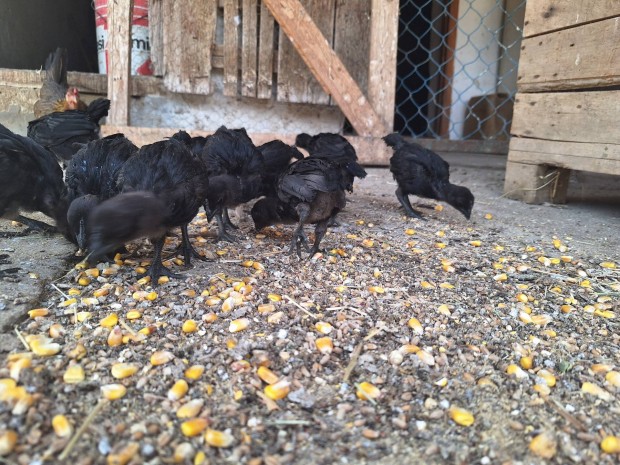 Ayam cemani kiscsibk eladak 