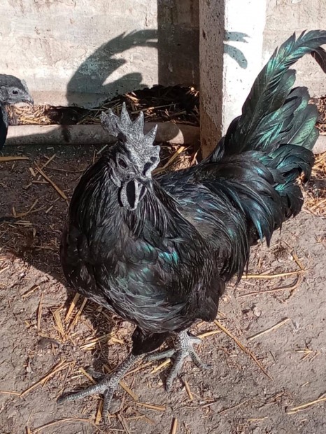 Ayam cemani napos csibe