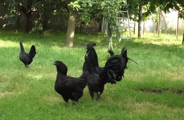 Ayam cemani nvendkek kaphatk