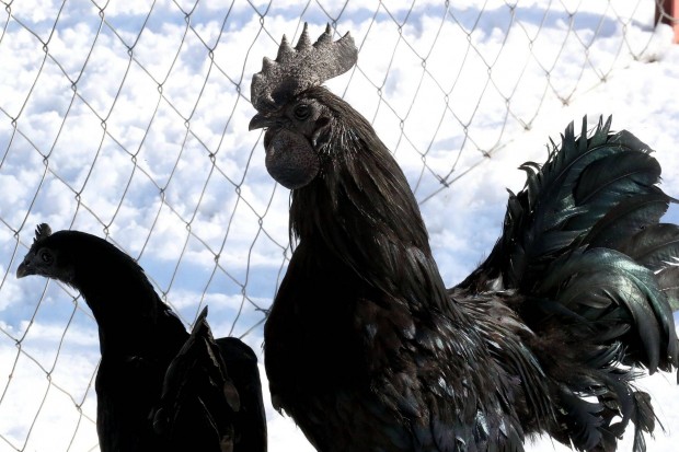 Ayam cemani prok kaphatk