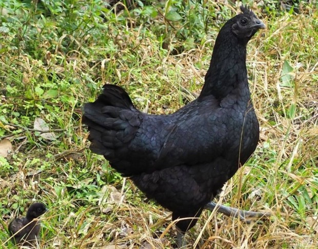 Ayam cemani tojs