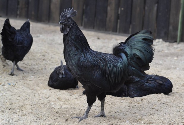 Ayam cemani tojs