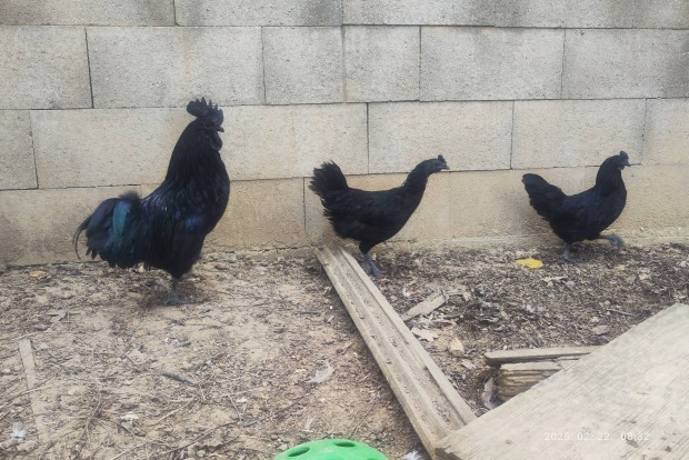 Ayam cemani tojs