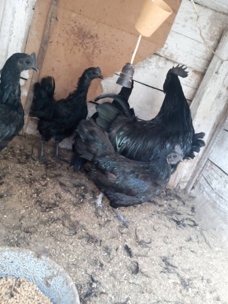 Ayam cemani tykok s egy kakas 