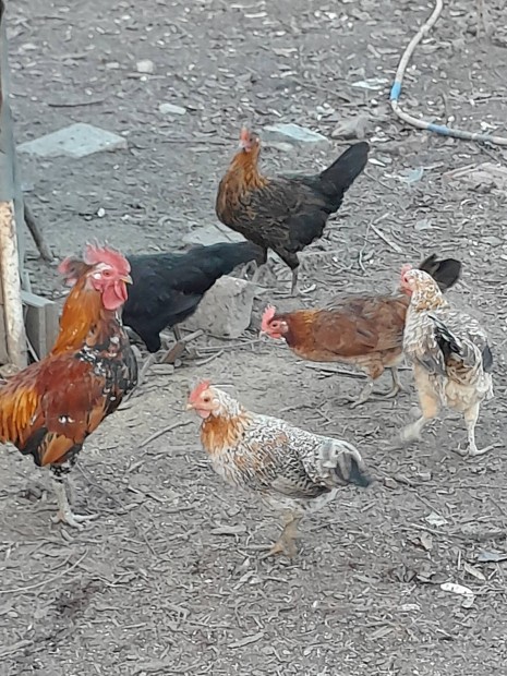 Ayam ketawa (nevet csirke)