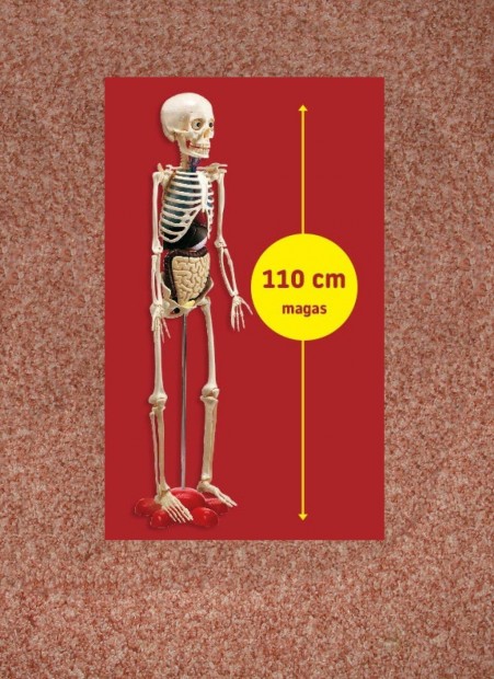 Az emberi test titkai sorozat - Teljes csontvz modell elad