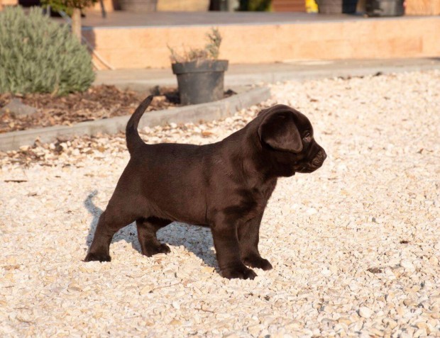 Az orszg legjobb kenneljbl csoki labrador kiskutyk :-)