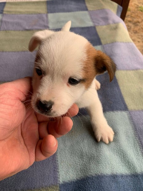 Azonnal elvihet fajta jelleg Jack Russel terrier klykk eladk!