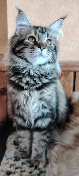 Azonnal elvihető törzskönyves maine coon cicák eladók!