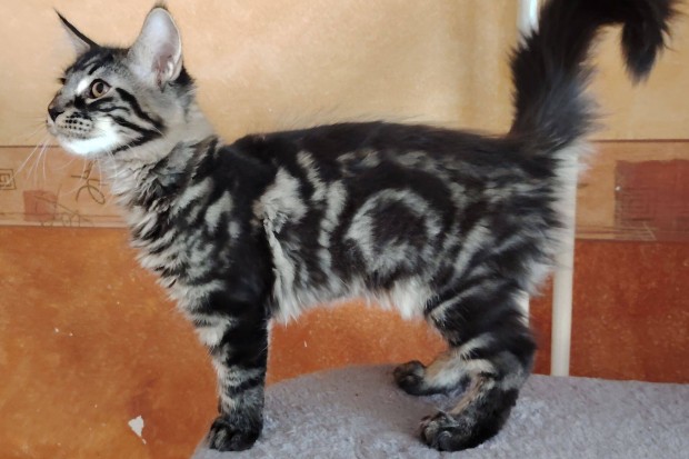 Azonnal elvihető törzskönyves maine coon kandúr cica!