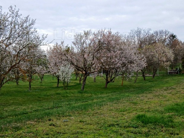 BALATONGY�R�K�N lak��vezeti, belter�leti �p�t�si telek ELAD�!