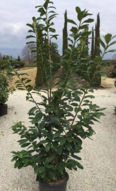 Babrmeggy 1.5-1,6 m Prunus laurocerasus 5.990 Ft/db