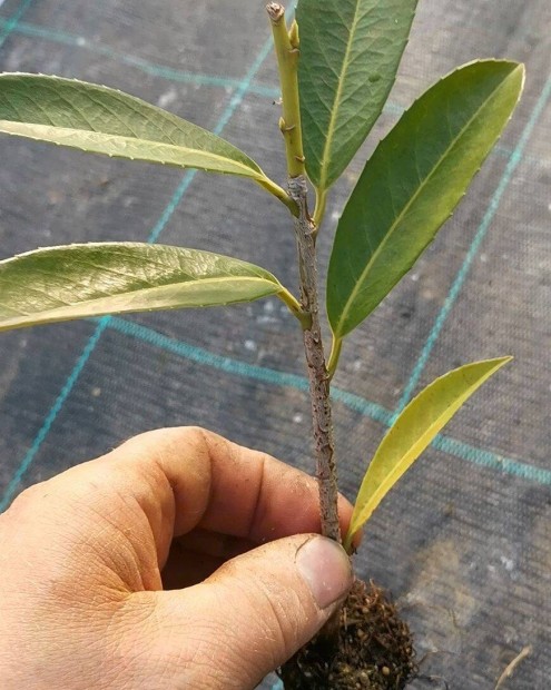 Babérmeggy Caucasica szaporítóanyag 380ft Prunus Laurocerasus