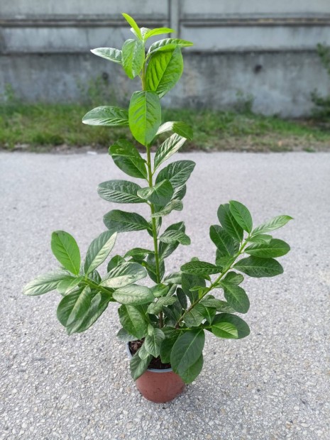Babérmeggy Novita eladó 30 cm 1800 Ft !Akció !