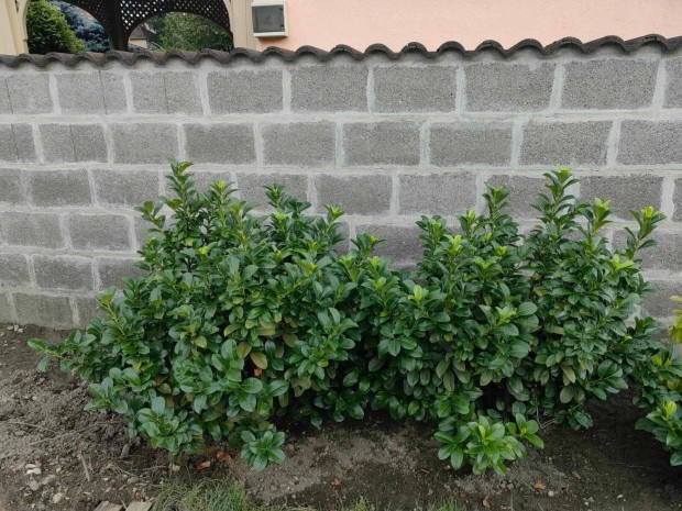Babrmeggy - Prunus laurocerasus 'Kleopatra'