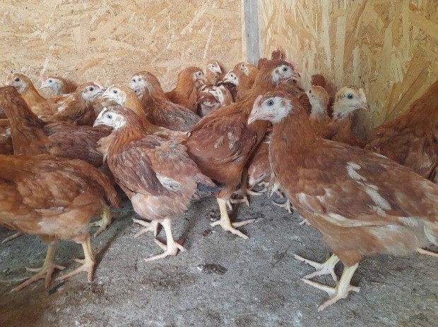Bbolnai elnevelt 4 hetes csirke elad Kondoroson